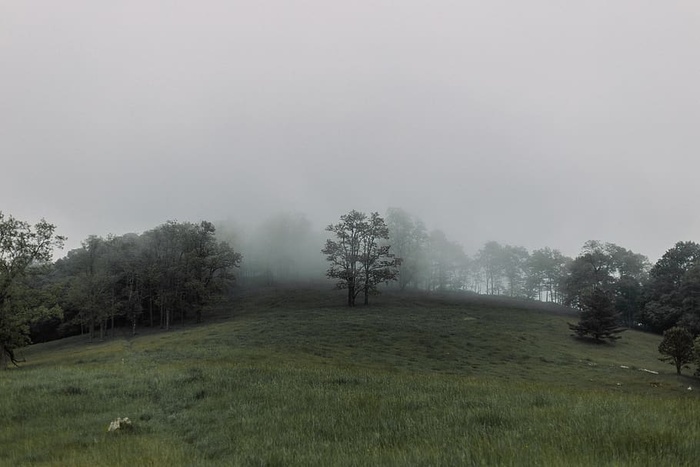 树木，森林，山脉，田野，草地，绿色，雾，春天