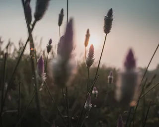 印度, 坎普尔, 北方邦, 树, 鲜花, 橙光, 景观, 日出