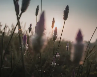 印度, 坎普尔, 北方邦, 树, 鲜花, 橙光, 景观, 日出 印度, 坎普尔, 北方邦, 树, 鲜花, 橙光, 景观, 日出