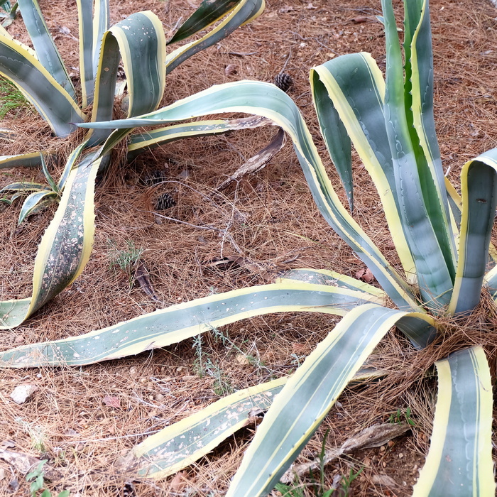 蛇形植物