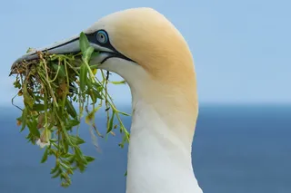 ierland，saltee islands，saltees，saltee island，gannets，vegatation，head，sky
