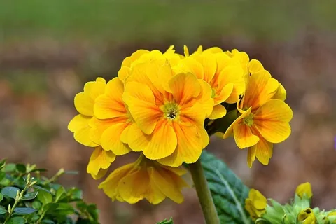 报春花,花朵,花朵,黄色,花朵,花瓣,植物,植物群 报春花,花朵,花朵,黄色,花朵,花瓣,植物,植物群