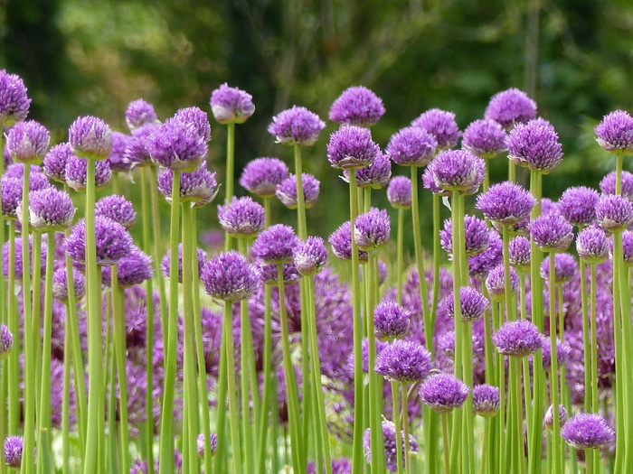 葱，鳞茎，紫色，花，花田，葱属植物，ui，外观