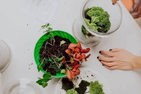 在罐子里建造雨林玻璃器皿