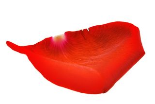 con2011，花，新鲜，礼物，孤立，花瓣，照片，红色