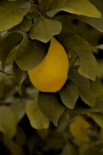 食品，植物，柑橘类水果，水果，柠檬，葡萄柚，农产品，叶