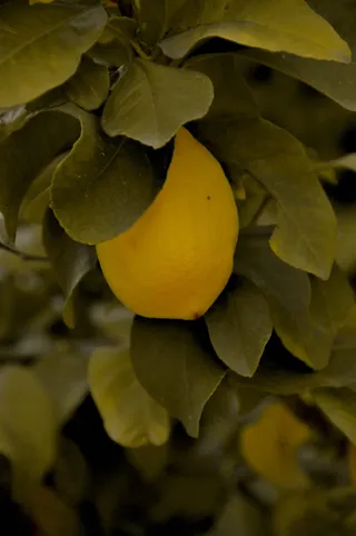 食品，植物，柑橘类水果，水果，柠檬，葡萄柚，农产品，叶