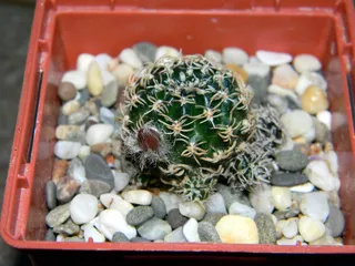 洛比瓦，仙人掌，多汁，植物，多汁，植物，家里的花，在花盆里，发痒