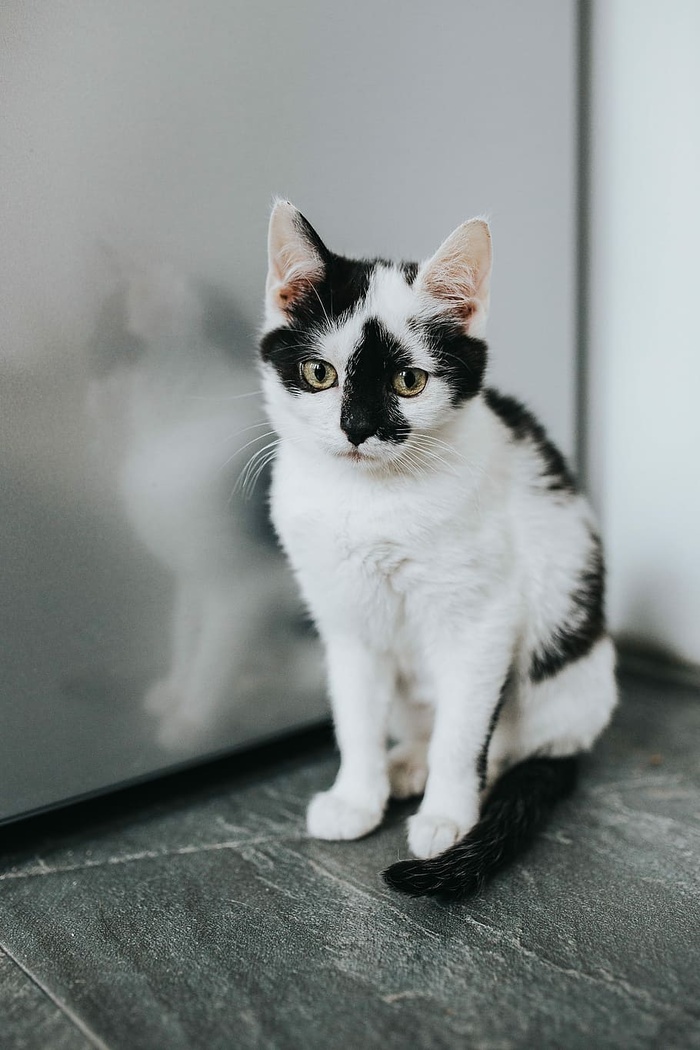 可爱的白色小猫