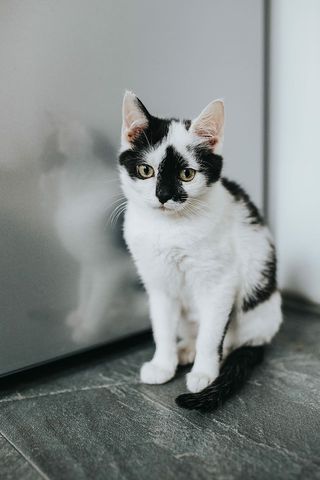 可爱的白色小猫