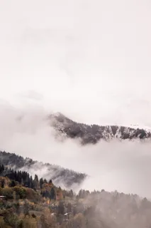 绿树成荫 绿树成荫