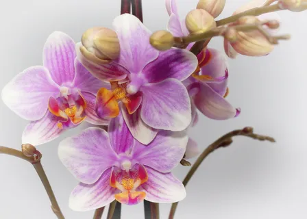 蝴蝶兰,紫色,兰花,farbenpracht,bloom,蝴蝶兰,植物,bloom 蝴蝶兰,紫色,兰花,farbenpracht,bloom,蝴蝶兰,植物,bloom