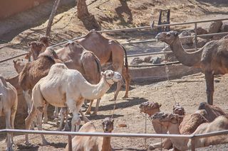 骆驼，吃，稻草，饲料，偷，哺乳动物，驼峰，沙漠船