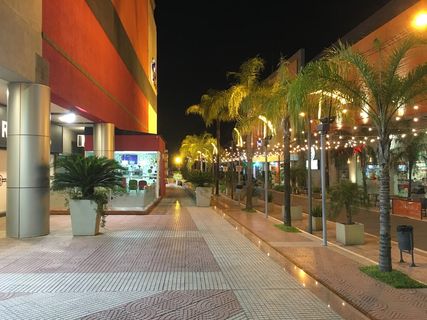 巴拉圭，购物，棕榈树，夜晚，照明，无人，户外，树