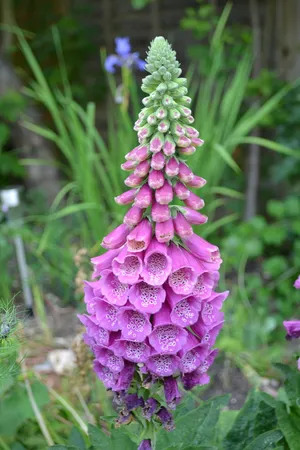 毛地黄、野生、特写、自然、紫色、淡紫色、花朵、喇叭