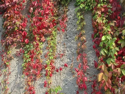 秋天,秋叶,叶,季节,十月,季节,植物部分,叶 秋天,秋叶,叶,季节,十月,季节,植物部分,叶