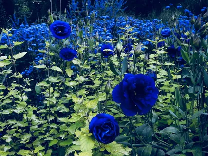 美国,肯尼特广场,花园步行,自然,花卉,黑暗,生长,花园 美国,肯尼特广场,花园步行,自然,花卉,黑暗,生长,花园