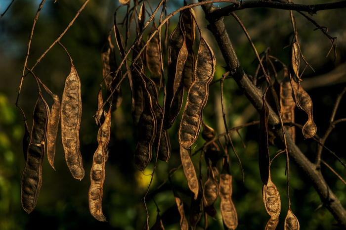 豆荚、森林、树木、自然、植物、种子、植物，关注前景
