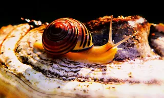 动物主题，动物，一种动物，野生动物，软体动物，无脊椎动物，腹足动物，贝壳