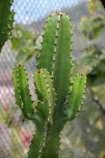 仙人掌科,仙人掌,容器,花卉,花园,盆栽,植物,生长 仙人掌科,仙人掌,容器,花卉,花园,盆栽,植物,生长