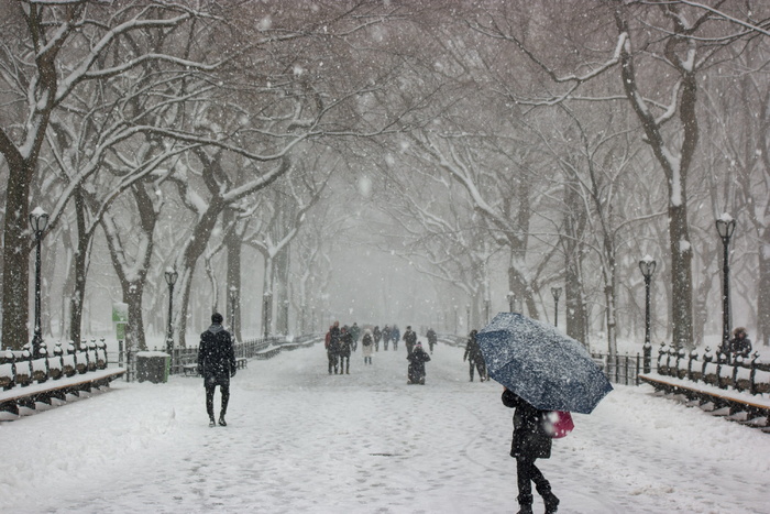 冬季、公园、寒冷、雪、树木、城市、纽约、景观