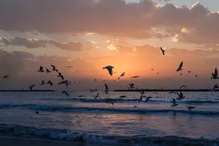 日落时一群白鸟合影