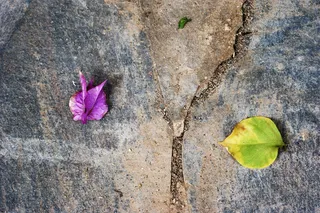 叶子，三，划分，叶子，植物部分，植物，自然之美，花
