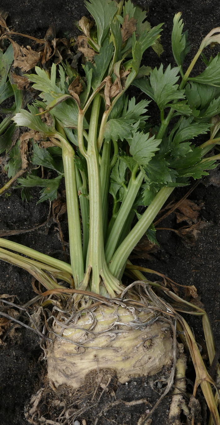 芹菜，根，芹菜块茎，芹菜，根芹菜，块茎，蔬菜，芹菜