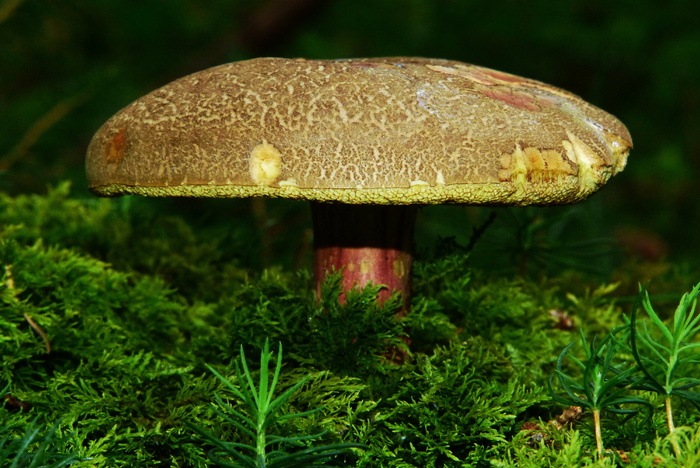 微距摄影, 蘑菇, Rotfußröhrling, 食用, 森林, 森林地面, 管蘑菇, 苔藓