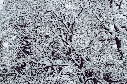 白雪覆盖的光秃秃的树 白雪覆盖的光秃秃的树