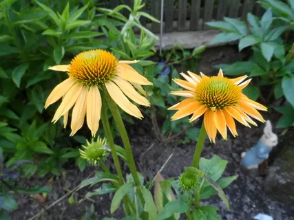 地球日,花,紫锥菊,开花植物,花,植物,脆弱性,生长 地球日,花,紫锥菊,开花植物,花,植物,脆弱性,生长