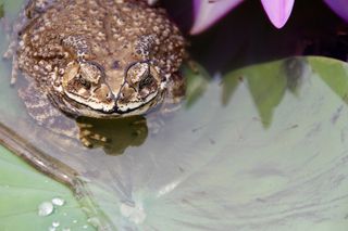 蟾蜍、青蛙、蝌蚪、水、植物、睡莲、怪物、动物