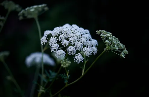 白花浅焦摄影 白花浅焦摄影