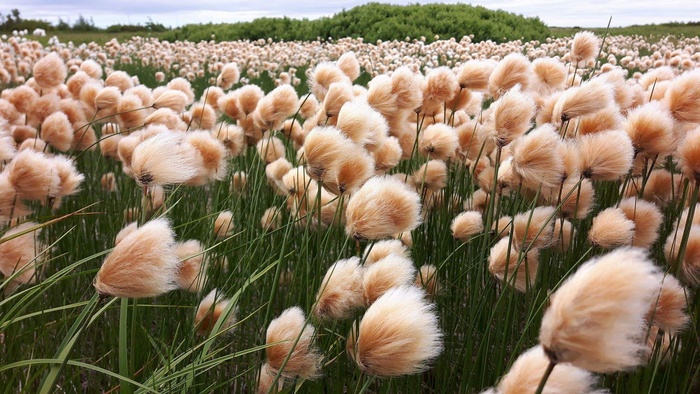 花、风、草、植物、田地、家庭、土地、宠物