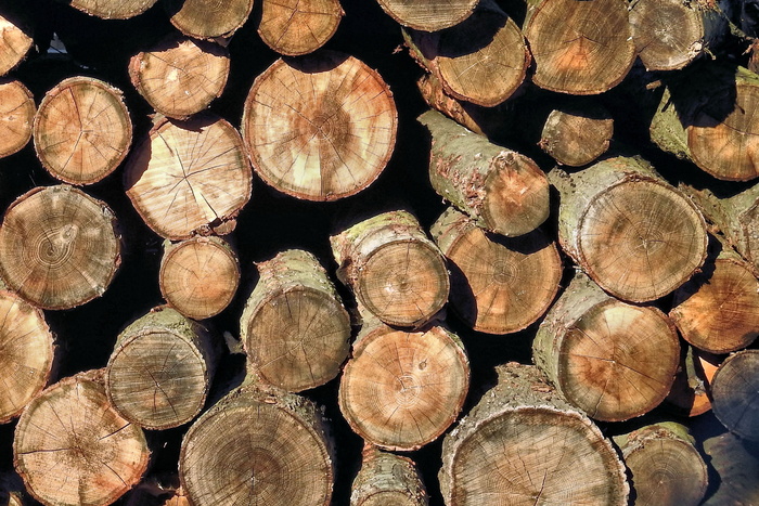 holzstapel，纹理，木材，自然，堆叠，梳子线切割，木材，原木