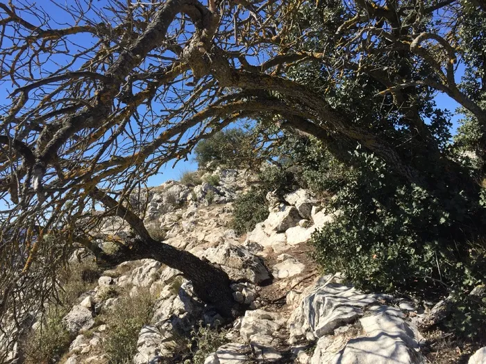 alcoy、alcoi、serreta、populatedíbero、tree、plant、nature、growth