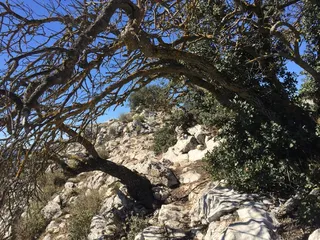alcoy、alcoi、serreta、populatedíbero、tree、plant、nature、growth
