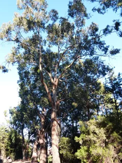 树,桉树,桉树,大,巨大,植物,低角度视图,生长 树,桉树,桉树,大,巨大,植物,低角度视图,生长