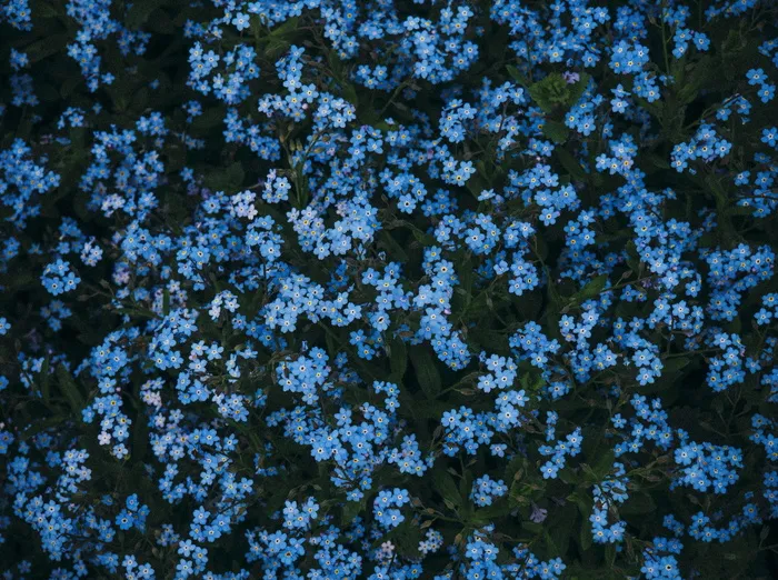 植物、花、花、植被、自然、紫菀、土壤、雏菊