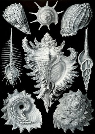 海贝插图，贝类，贻贝，murex pecten，原鳃亚纲海克尔，枝状菊苣，海洋，海洋生物