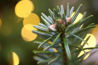 西奥拉，圣诞节，节日，冬天，圣诞树，圣诞树，常青树，冷杉树