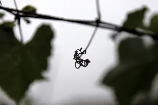 藤蔓，植物，秋天，年份，疯狂，复杂，悲伤，多雨