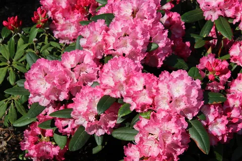 杜鹃花,花,粉红色的花,粉红色的杜鹃花,春天,开花,开花,灌木 杜鹃花,花,粉红色的花,粉红色的杜鹃花,春天,开花,开花,灌木