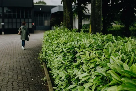 市政绿化 市政绿化