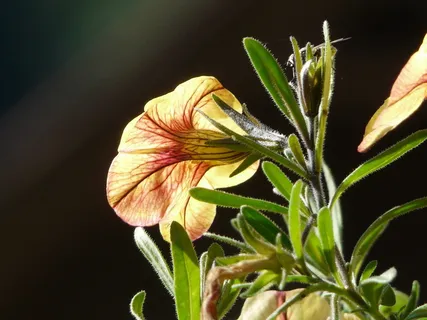 牵牛花,园艺,花,黄色,斑纹,花园,橙花,花 牵牛花,园艺,花,黄色,斑纹,花园,橙花,花