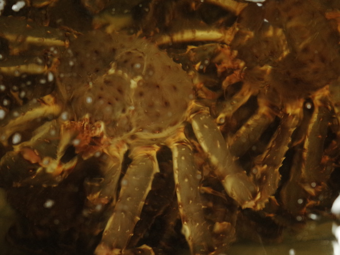 动物，海洋生物，食品，海鲜，螃蟹，无脊椎动物，帝王蟹，龙虾