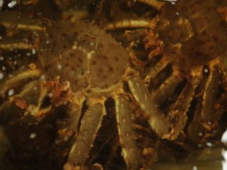 动物，海洋生物，食品，海鲜，螃蟹，无脊椎动物，帝王蟹，龙虾