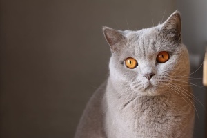 动物，猫，猫，胡须，鼻子，毛皮，可爱，可爱