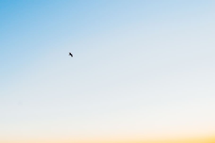 蓝色，天空，阳光，夏天，鸟类，动物，飞行，低视角
