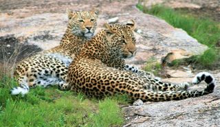 豹, 哺乳动物, 动物, 野生动物, 捷豹, 豹, 植被, 植物